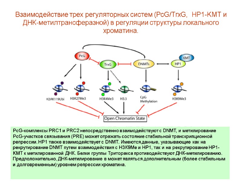 Взаимодействие трех регуляторных систем (PcG/TrxG,  HP1-KMT и ДНК-метилтрансферазной) в регуляции структуры локального хроматина.